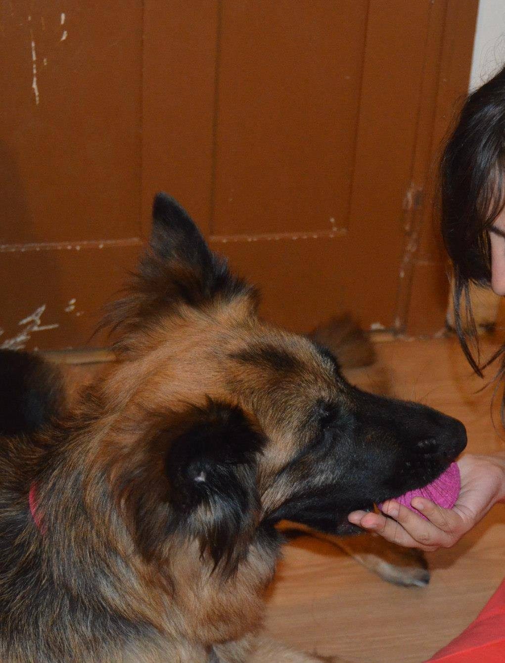Por Que Mi Perro Me Gruñe Cuando Lo Acaricio