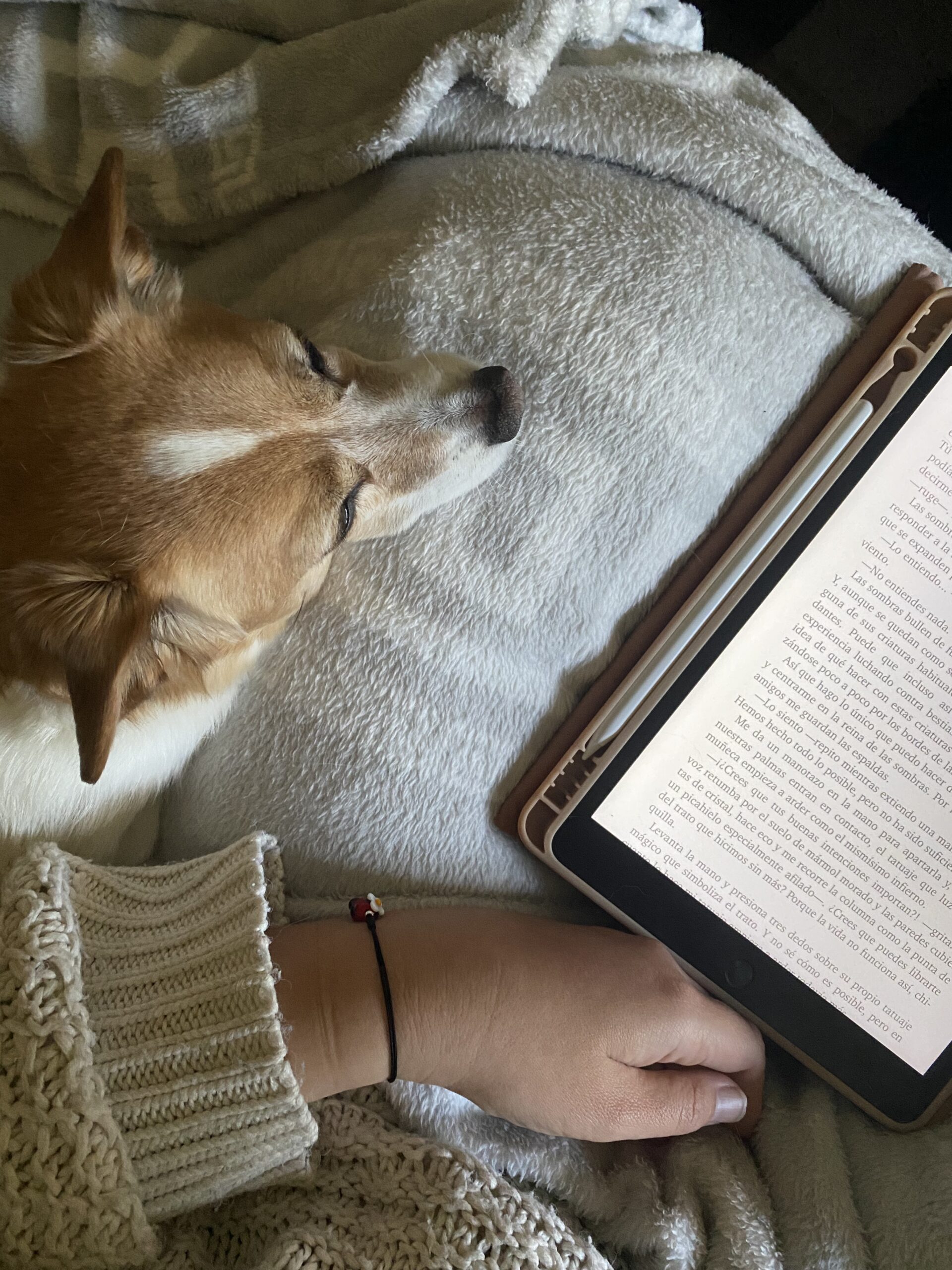 perro tranquilidad sofa ipad