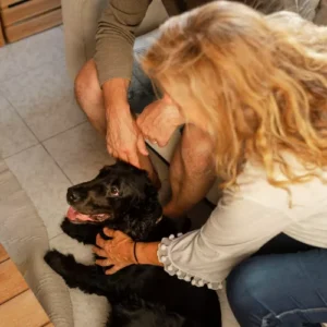 Etapas que importan - acompañamiento perros senior