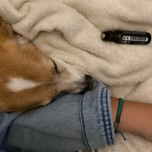perra durmiendo
