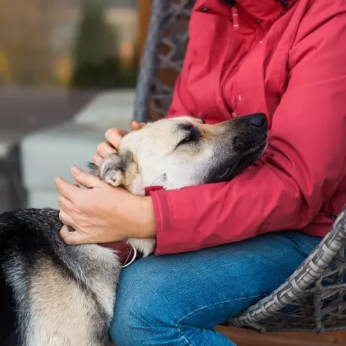 Minicurso Envejecimiento, dolor y ansiedad en perros mayores - Etohelp